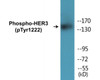 HER3 Phospho-Tyr1222 Colorimetric Cell-Based ELISA Kit