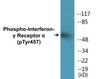 Interferon-gamma Receptor alpha Phospho-Tyr457 Colorimetric Cell-Based ELISA Kit