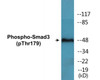 Smad3 Phospho-Thr179 Colorimetric Cell-Based ELISA Kit