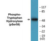 Tryptophan Hydroxylase Phospho-Ser58 Colorimetric Cell-Based ELISA Kit