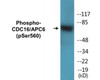 CDC16/APC6 Phospho-Ser560 Colorimetric Cell-Based ELISA Kit