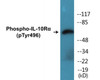 IL-10Ralpha Phospho-Tyr496 Colorimetric Cell-Based ELISA Kit