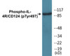 IL-4R/CD124 Phospho-Tyr497 Colorimetric Cell-Based ELISA Kit