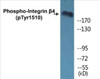 Integrin beta4 Phospho-Tyr1510 Colorimetric Cell-Based ELISA Kit