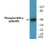 IKK-gamma Phospho-Ser85 Colorimetric Cell-Based ELISA Kit