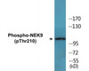 NEK9 Phospho-Thr210 Colorimetric Cell-Based ELISA Kit