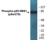 p95-NBS1 Phospho-Ser278 Colorimetric Cell-Based ELISA Kit