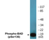 BAD Phospho-Ser136 Colorimetric Cell-Based ELISA Kit