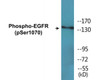 EGFR Phospho-Ser1070 Colorimetric Cell-Based ELISA Kit