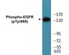 EGFR Phospho-Tyr869 Colorimetric Cell-Based ELISA Kit