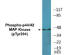 p44/42 MAP Kinase Phospho-Tyr204 Colorimetric Cell-Based ELISA Kit