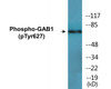 GAB1 Phospho-Tyr627 Colorimetric Cell-Based ELISA Kit
