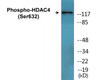 HDAC4 Phospho-Ser632 Colorimetric Cell-Based ELISA Kit