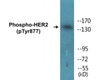 HER2 Phospho-Tyr877 Colorimetric Cell-Based ELISA Kit