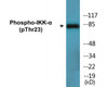 IKK-alpha Phospho-Thr23 Colorimetric Cell-Based ELISA Kit