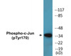 c-Jun Phospho-Tyr170 Colorimetric Cell-Based ELISA Kit