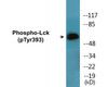 Lck Phospho-Tyr393 Colorimetric Cell-Based ELISA Kit