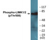 LIMK1/2 Phospho-Thr508 Colorimetric Cell-Based ELISA Kit