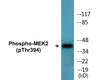 MEK2 Phospho-Thr394 Colorimetric Cell-Based ELISA Kit