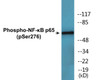 NF-kappaB p65 Phospho-Ser276 Colorimetric Cell-Based ELISA Kit