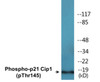 p21 Cip1 Phospho-Thr145 Colorimetric Cell-Based ELISA Kit