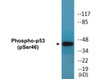 p53 Phospho-Ser46 Colorimetric Cell-Based ELISA Kit