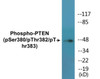 PTEN Phospho-Ser380/Thr382/Thr383 Colorimetric Cell-Based ELISA Kit