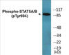 STAT5A/B Phospho-Tyr694 Colorimetric Cell-Based ELISA Kit