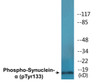 Synuclein-alpha Phospho-Tyr133 Colorimetric Cell-Based ELISA Kit