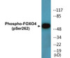FOXO4 Phospho-Ser262 Colorimetric Cell-Based ELISA Kit