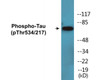 Tau Phospho-Thr534/217 Colorimetric Cell-Based ELISA Kit