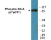 Trk A Phospho-Tyr701 Colorimetric Cell-Based ELISA Kit