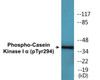 Casein Kinase I alpha Phospho-Tyr294 Colorimetric Cell-Based ELISA Kit