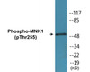 MNK1 Phospho-Thr255 Colorimetric Cell-Based ELISA Kit
