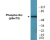Phospho-Src Ser75 In-Cell ELISA