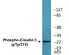 Claudin 3 Phospho-Tyr219 Colorimetric Cell-Based ELISA Kit
