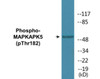 MAPKAPK5 Phospho-Thr182 Colorimetric Cell-Based ELISA Kit