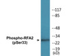 RFA2 Phospho-Ser33 Colorimetric Cell-Based ELISA Kit
