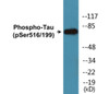 Phospho-Tau Ser516/199 In-Cell ELISA