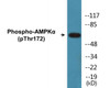 AMPKalpha Phospho-Thr172 Fluorometric Cell-Based ELISA Kit