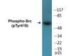 Src Phospho-Tyr418 Fluorometric Cell-Based ELISA Kit