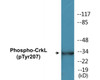 CrkL Phospho-Tyr207 Fluorometric Cell-Based ELISA Kit