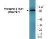 STAT1 Phospho-Ser727 Fluorometric Cell-Based ELISA Kit