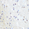 Cell Biology Antibodies 1 Anti-Tau Antibody CAB0002