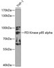 Immunology Antibodies 1 Anti-PI3 Kinase p85 alpha Antibody CAB0054