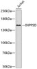 Cell Death Antibodies 1 Anti-INPP5D Antibody CAB0122