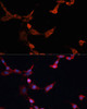 Cell Death Antibodies 1 Anti-INPP5D Antibody CAB0122