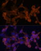 Cell Biology Antibodies 1 Anti-ARRB1 Antibody CAB0190