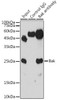 Cell Death Antibodies 1 Anti-Bak Antibody CAB0204