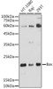 KO Validated Antibodies 1 Anti-Bax Antibody CAB0207KO Validated